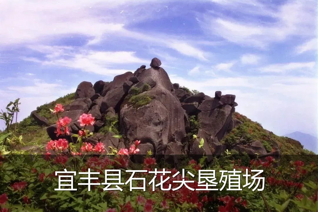 宜丰县石花尖垦殖场